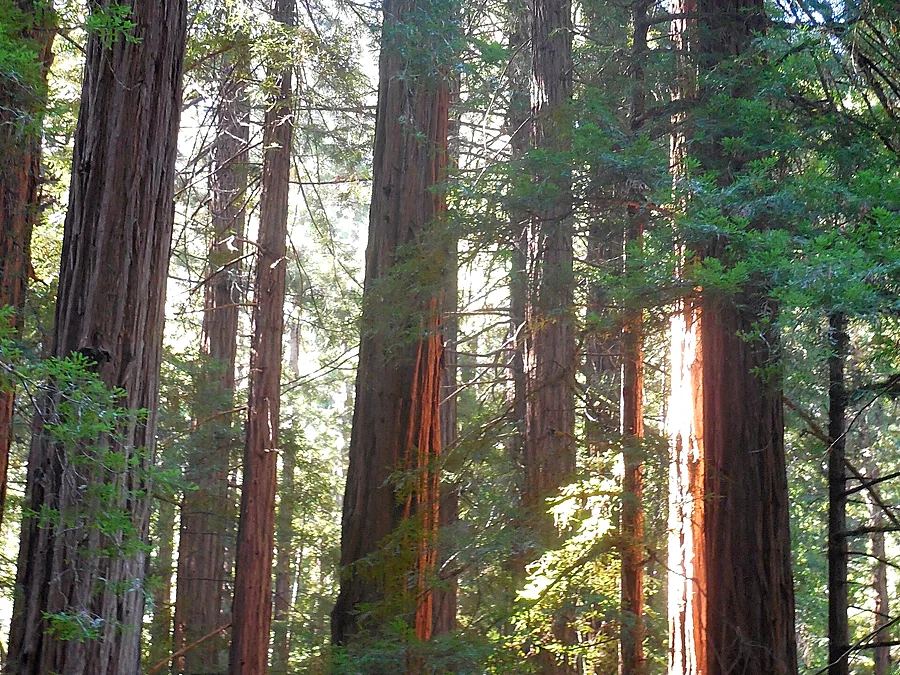 Muir Woods
